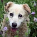 Spendenaufruf für Maci