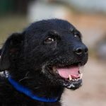 Riziko ♂ 🇭🇺 🌈