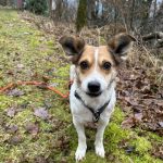 Pia ♀ 🇩🇪 -adoptiert-