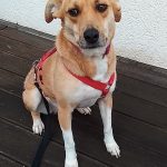Nala ♀ 🇩🇪 -adoptiert-