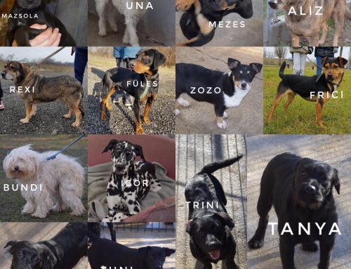 Hunde im unserem Partnertierheim Januar 2024
