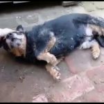 Lola ♀ 🇩🇪 -adoptiert-