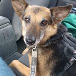 Reni ♀🇩🇪 -adoptiert-