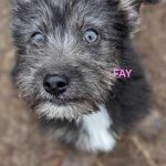 Fay ♀ 🇩🇪 -adoptiert-
