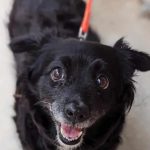 Cara ♀ 🇩🇪 -adoptiert-