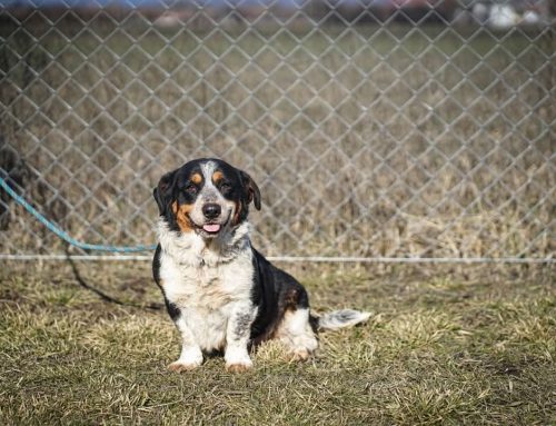 Lola ♀ 🇩🇪 -adoptiert-