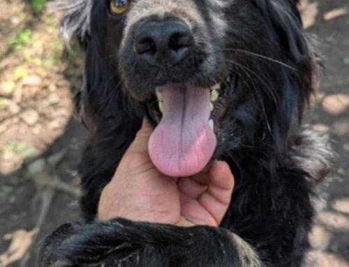 Sherlock ♂ 🇩🇪 -adoptiert-