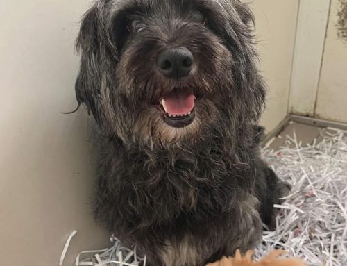 Cleo ♀ 🇩🇪 –adoptiert-