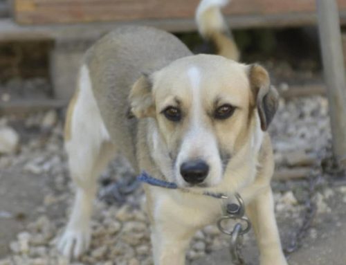 Bonita ♀ 🇧🇬 -reserviert-